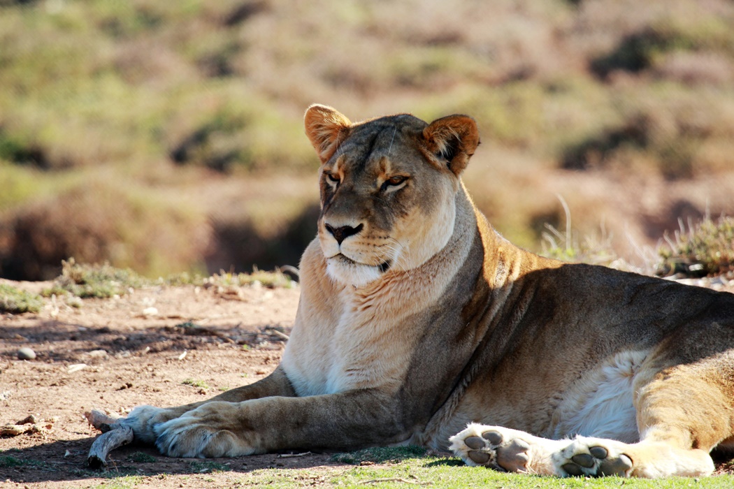 Melbourne Zoo | Zoos Victoria