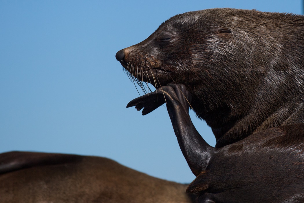 Seals in Port Phillip Bay