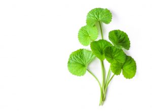 Closeup leaf of Gotu kola, Asiatic pennywort, Indian pennywort o