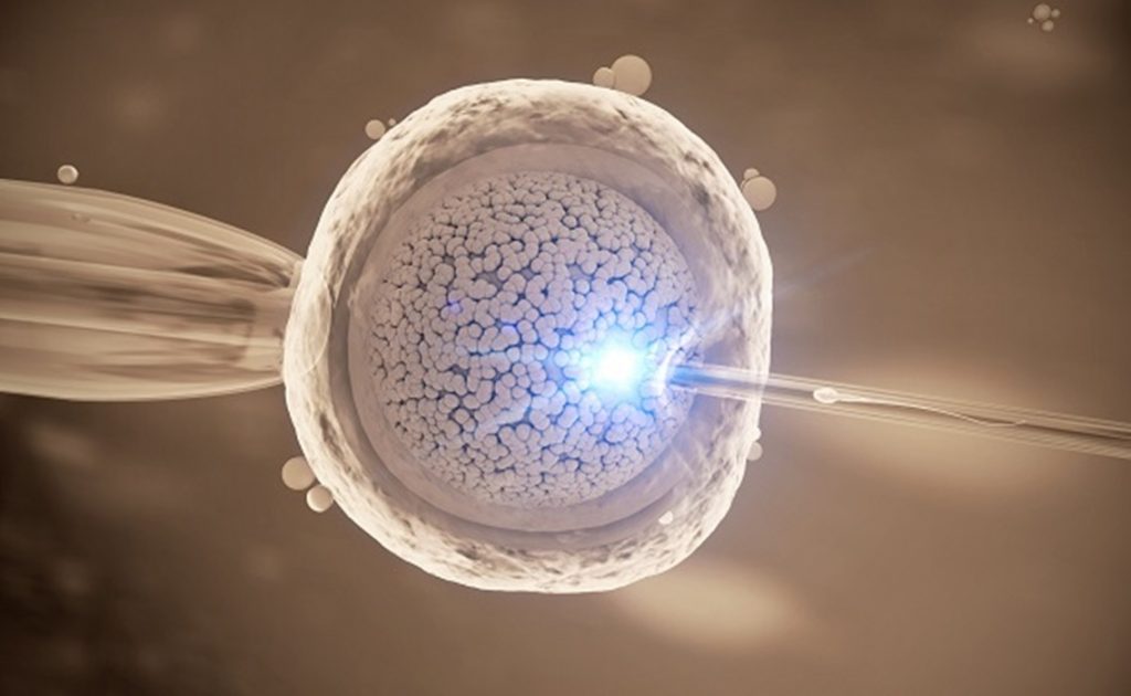 in vitro fertilization of an human egg cell