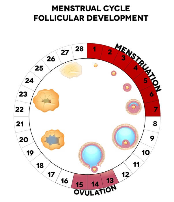 ovulation chart