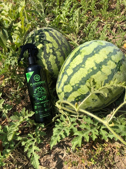 Plantonic in garden (6) (1)