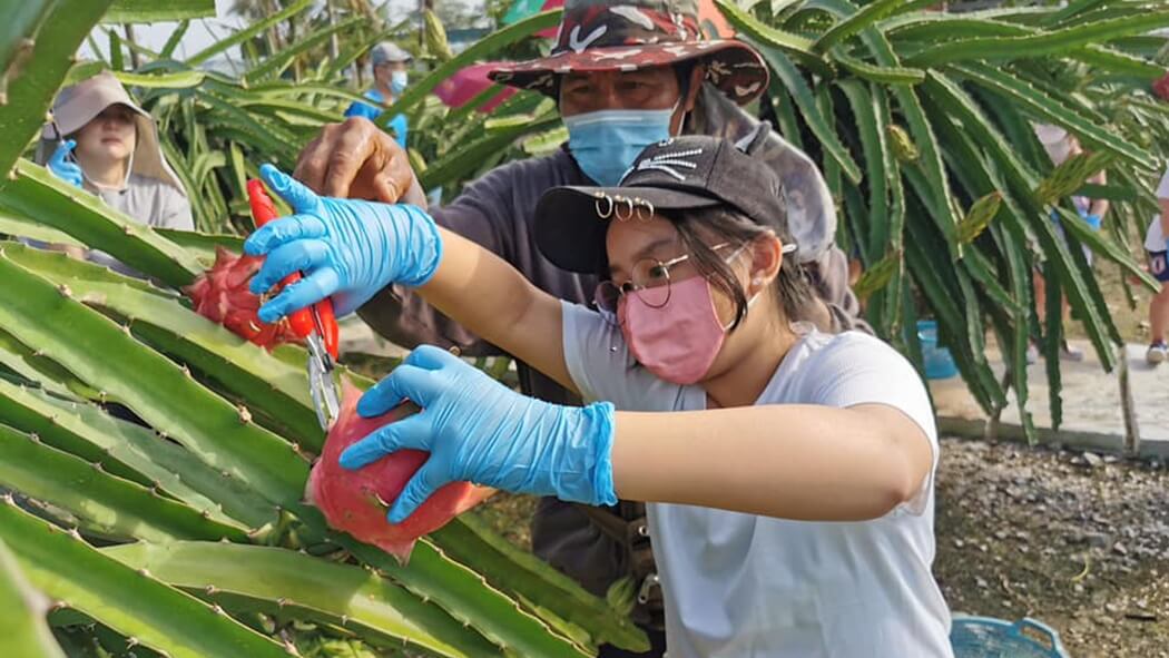 HL Dragon Fruit Eco Farm