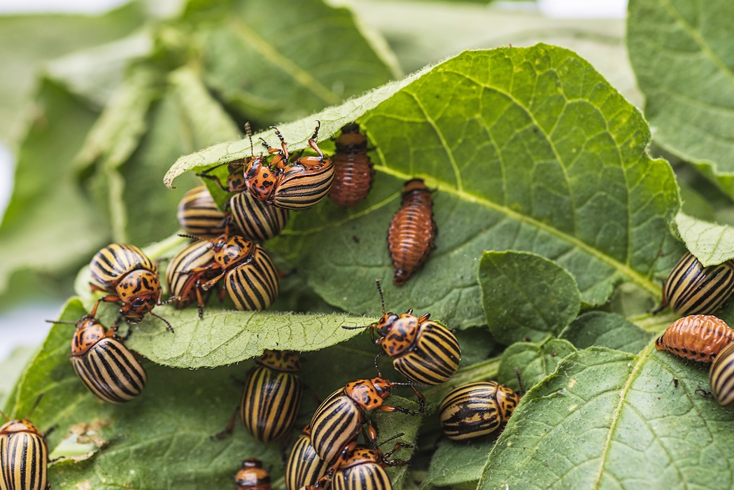 Potato bugs on foliage of potato in nature, natural background, close view.Colorado beetle eats a potato leaves young.Colorado potato beetle on a light background.Many Colorado potato beetle.