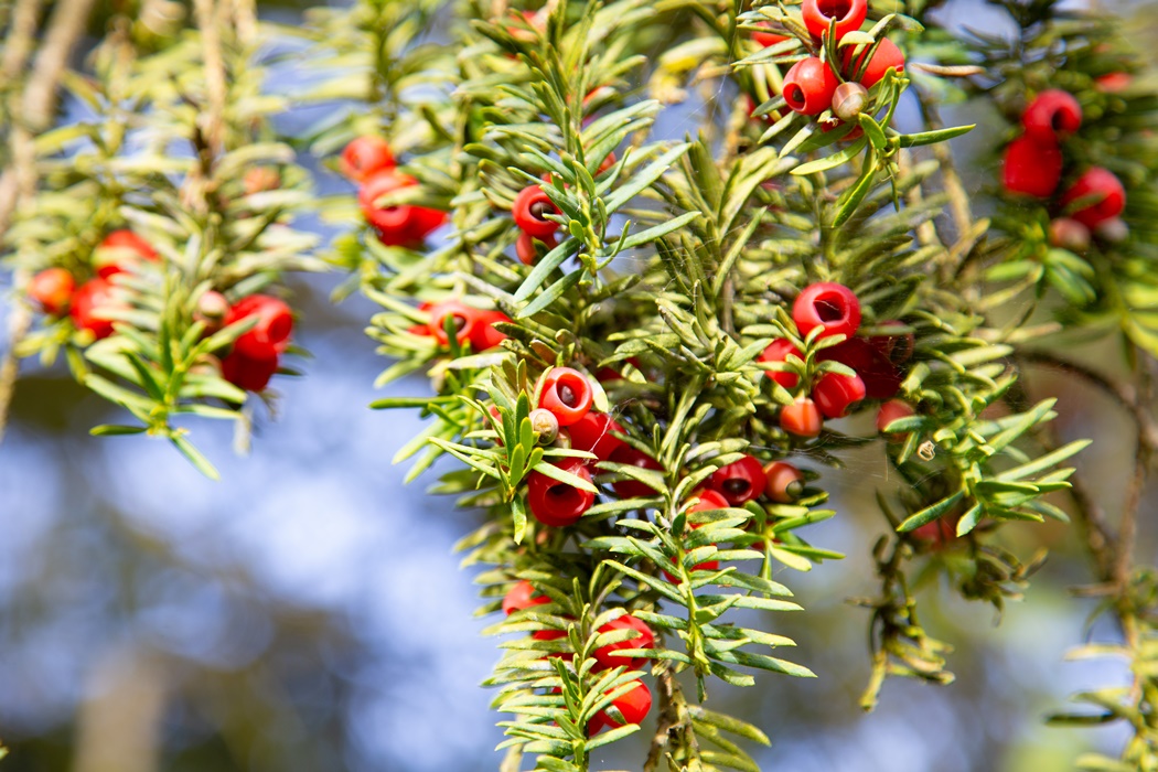 wild berries 