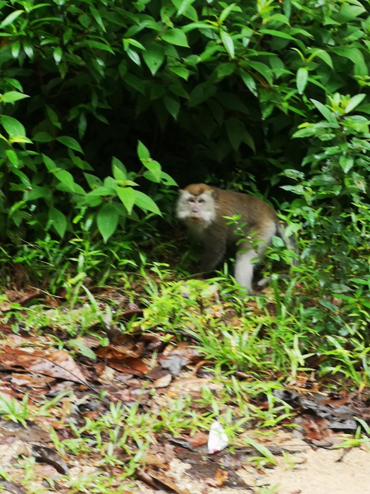 pig tail macaque