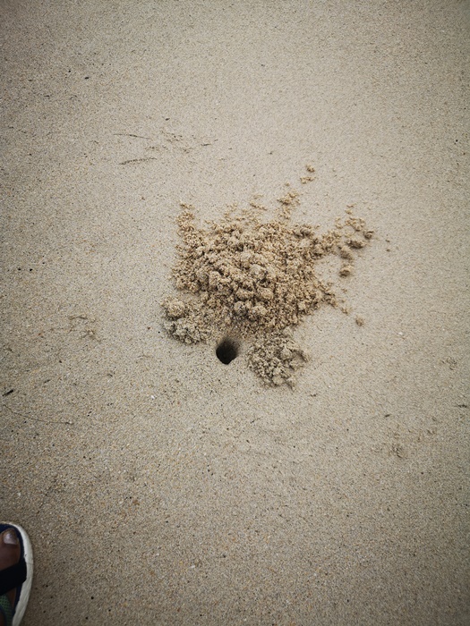 crab hole