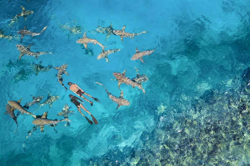 Anantara Veli Maldives Resort - Experiences - Nurse shark snorkelling
