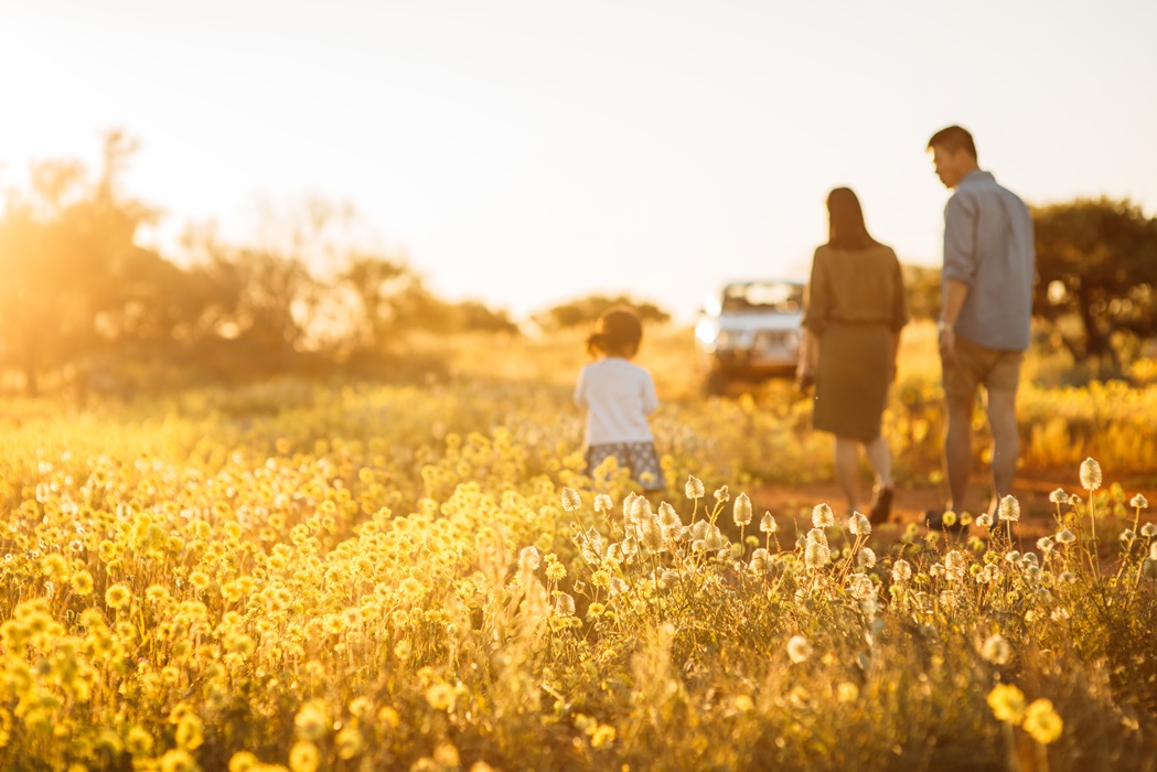Wildflowers, near Hamelin Pool