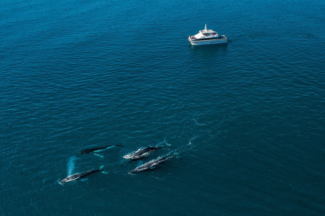 Whale Watching, Dunsborough