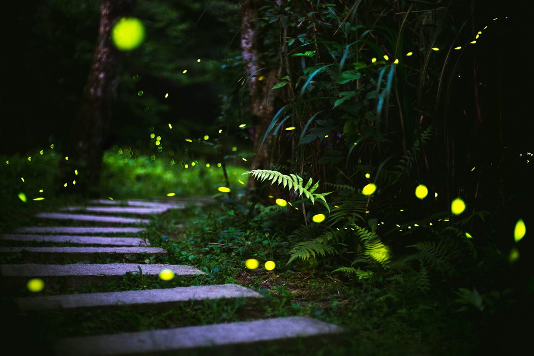 fireflies in the bush at night 